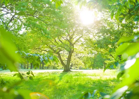 Paysage de parc verdoyant, symbole de paix intérieure